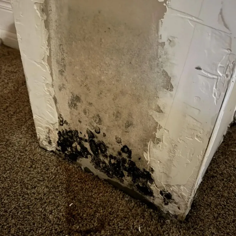 Professional Mold Removal in Dalton, OH